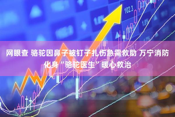 网眼查 骆驼因鼻子被钉子扎伤急需救助 万宁消防化身“骆驼医生”暖心救治